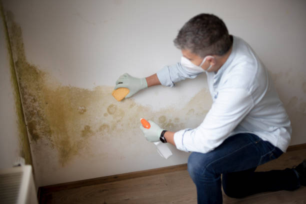 Best Crawl Space Mold Remediation  in Newark, CA